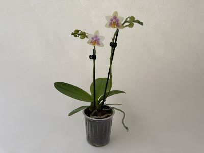 Phalaenopsis ‘Martina’ orchid in a transparent pot. Two flower stems with pale pink-white flowers and a pink-purple centre. Green buds on stems and black pedicels. Glossy leaves, visible roots. Light-coloured background.